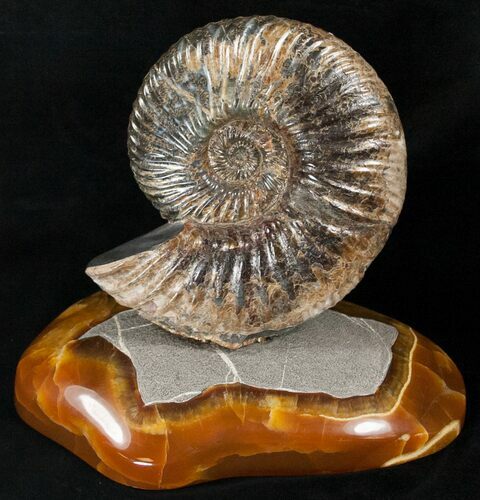 Russian Deshayesites Ammonite With Agate Base #15582